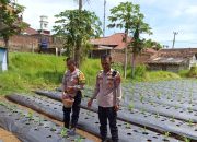 Polsek Pasirwangi Laksanakan Pemupukan Tanaman Jagung Binaan Polri di Lahan Non-LBS, Dukung Program Ketahanan Pangan Nasional