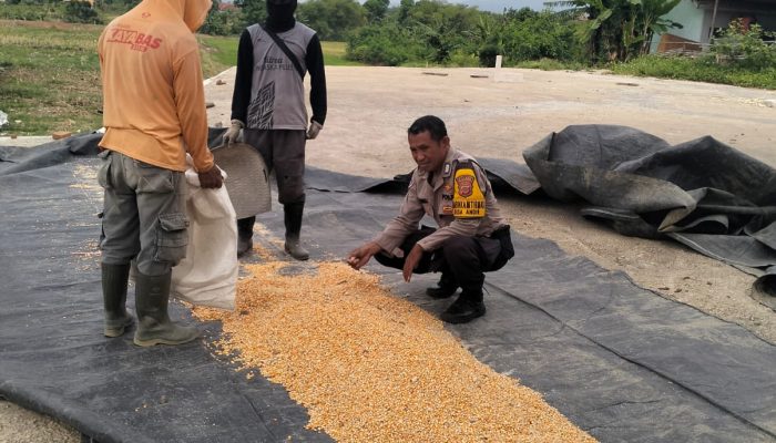 Kapolsek Jatiwangi Bersama Bhabinkamtibmas Cek Langsung Panen Jagung Kuartal III di Desa Andir