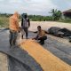 Kapolsek Jatiwangi Bersama Bhabinkamtibmas Cek Langsung Panen Jagung Kuartal III di Desa Andir