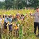 Kapolsek Sukahaji Polres Majalengka dan Bhabinkamtibmas Hadiri Kegiatan Panen Jagung di Desa Jayi