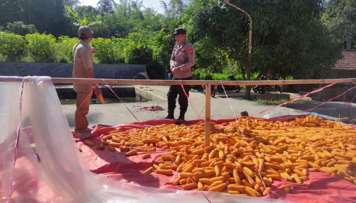 Bhabinkamtibmas Polsubsektor Sindang Sambangi Petani Jagung di Blok Kamis, Desa Sindang