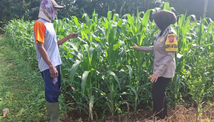 Dukung Ketahanan Pangan Lokal, Bhabinkamtibmas Sukahaji Sambangi Petani Jagung di Desa Jayi