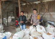 Anggota P2KT Polsek Cikijing Cek Hasil Produksi Jagung di Desa Kancana