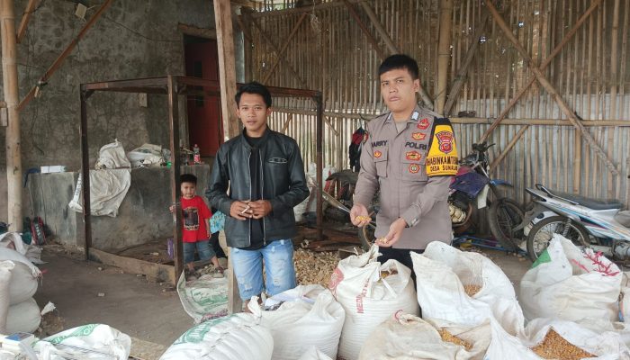 Anggota P2KT Polsek Cikijing Cek Hasil Produksi Jagung di Desa Kancana