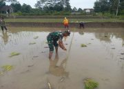 Wujud Kepedulian TNI Pada Ketahanan Pangan, Babinsa Kaweron Bantu Petani Tanam Padi