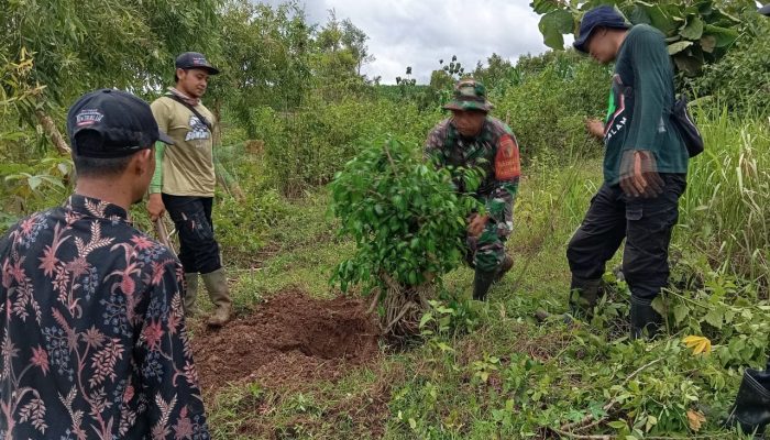 Dukung Penghijauan di Wilayah Binaan, Babinsa Desa Bumiayu Laksanakan Penanaman Pohon Bersama