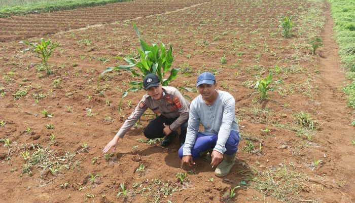 Polisi Penggerak Ketahanan Pangan Polsek Cikijing Bersinergi Bersama Petani Untuk Dukung Ketahanan Pangan Nasional