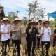 Polres Garut Panen Raya Jagung Bersama Forkopimda, Wujud Nyata Dukung Swasembada Pangan