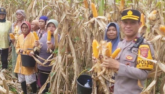 Polsek Rumpin Panen Jagung Hibrida 5.000 Meter Persegi, Dukung Ketahanan Pangan Asta Cita