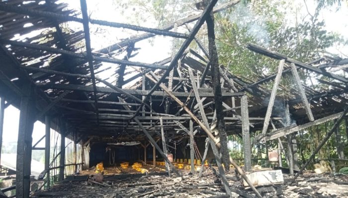 Diduga Korsleting Listrik, Kandang Ayam di Samarang Terbakar, Polisi Lakukan Cek TKP